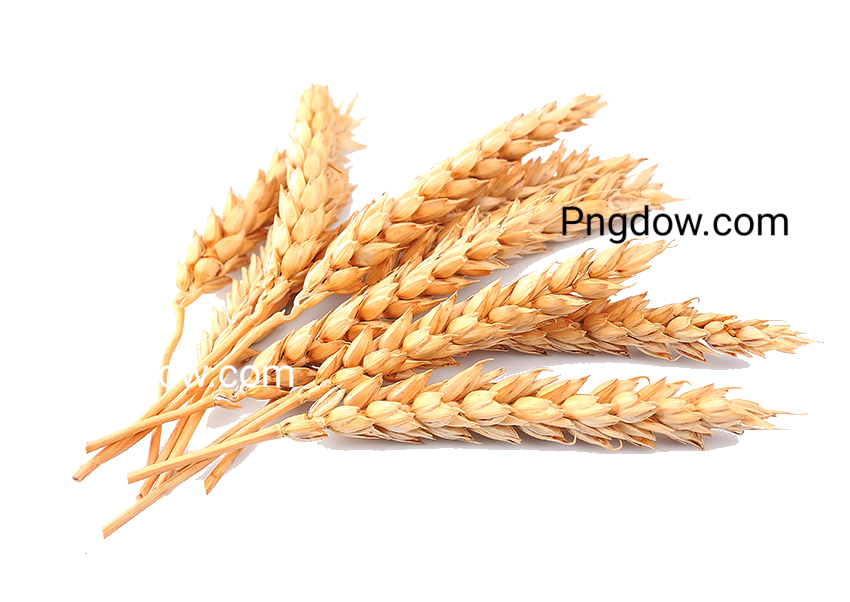 Pngimg com   wheat PNG86