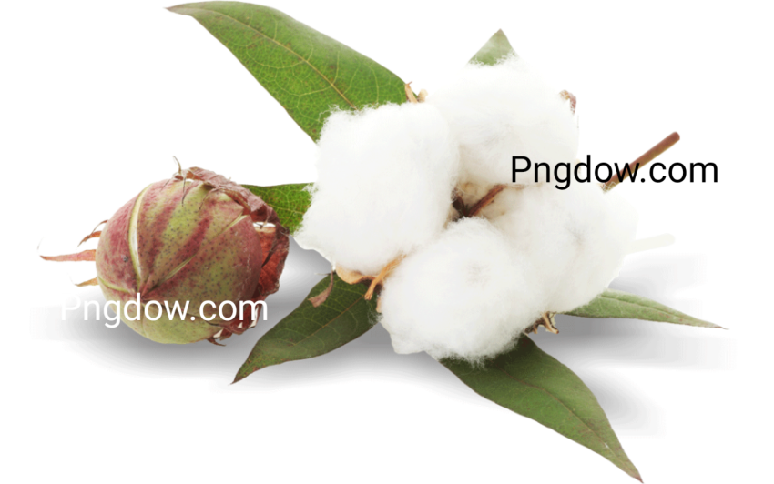 Cotton PNG for free images download (3)