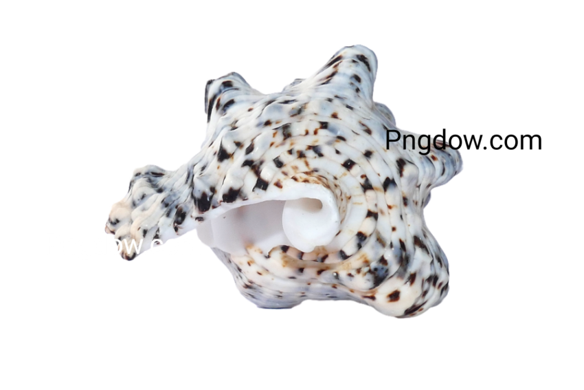 Download Stunning Conch PNG Images for Free   High Quality and Royalty Free (16)