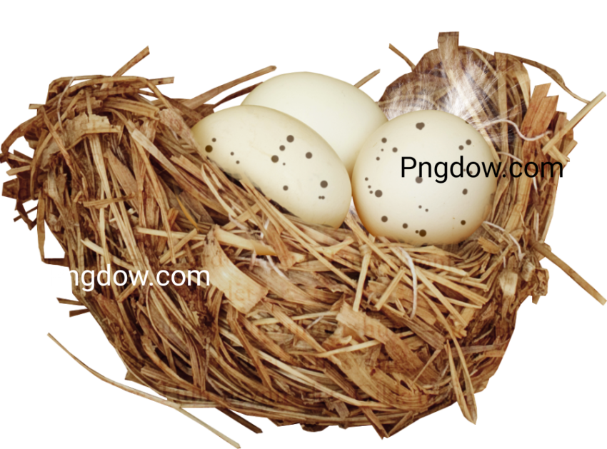 Download Nest PNG free