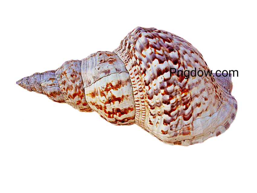 Download Stunning Conch PNG Images for Free   High Quality and Royalty Free (5)