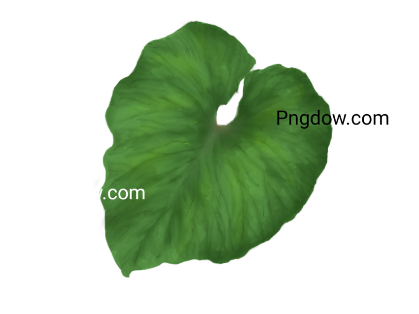 Download Free High Quality Green Leaf PNG Image   Nature's Finest