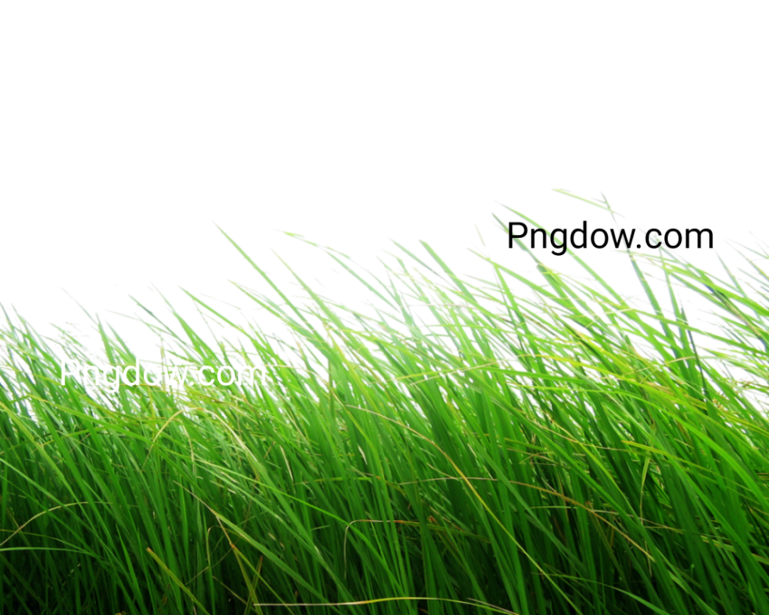 Grass PNG image with transparent background, edelweis