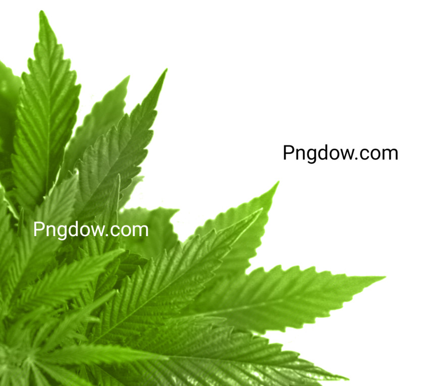 Discover Stunning Green Leaf PNG Image with Transparent Background Free
