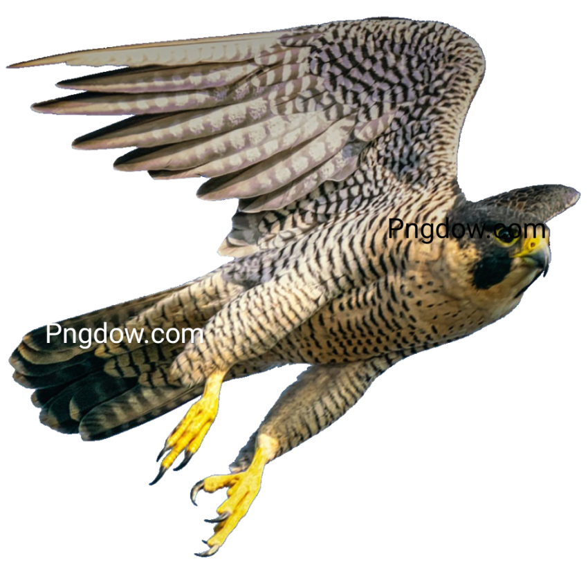 A peregrine falcon in flight, wings spread, against a clear blue sky