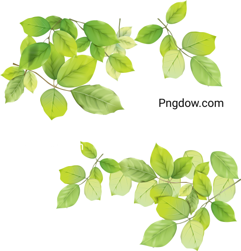 Discover Stunning Green Leaf PNG Image with Transparent Background for Free