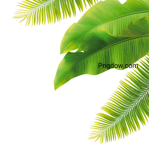 Free Green Leaf PNG Image with Transparent Background   Download Now!