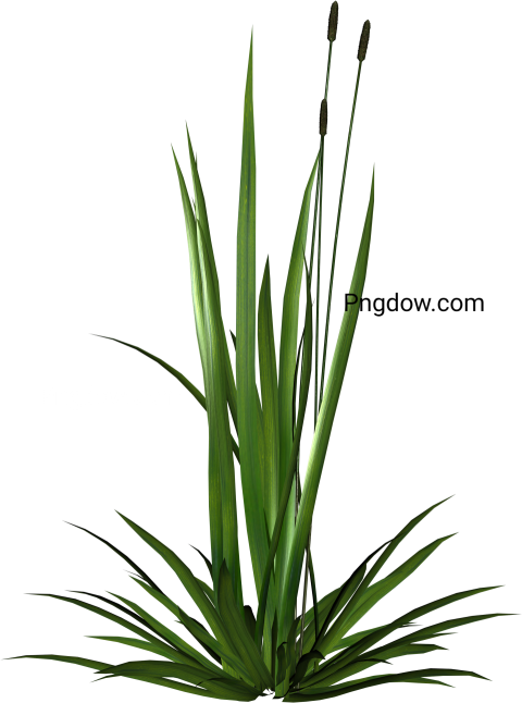 Grass clipart PNG
