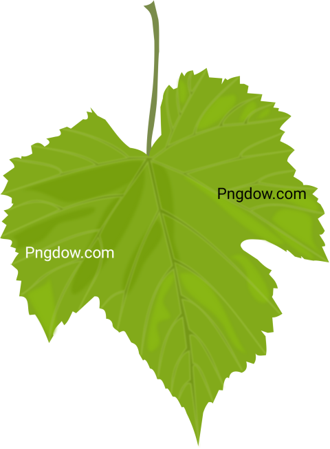 Download Free Transparent Green Leaf PNG Image for Stunning Designs