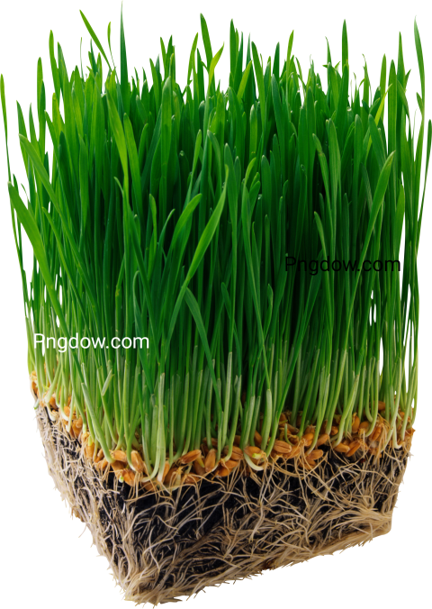 Grass PNG with alpha channel