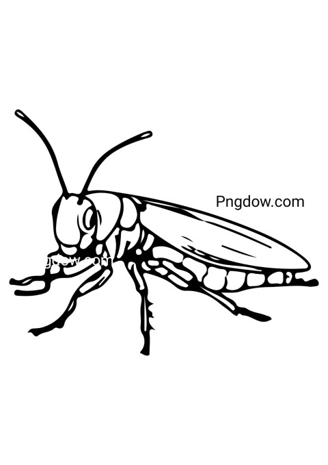 Grasshopper coloring page free
