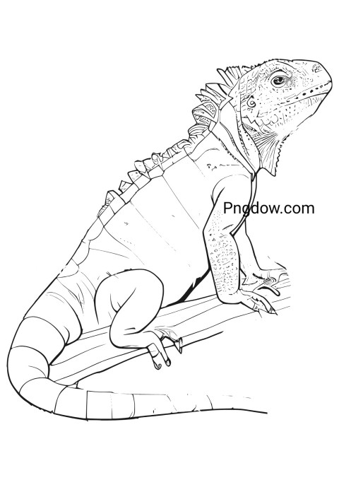 Printable Iguana Coloring Page free