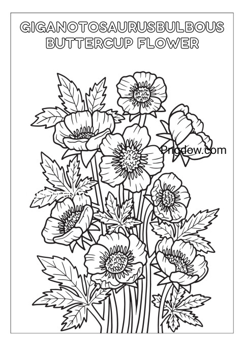 Bulbous Buttercup Flower Coloring Page for Adults