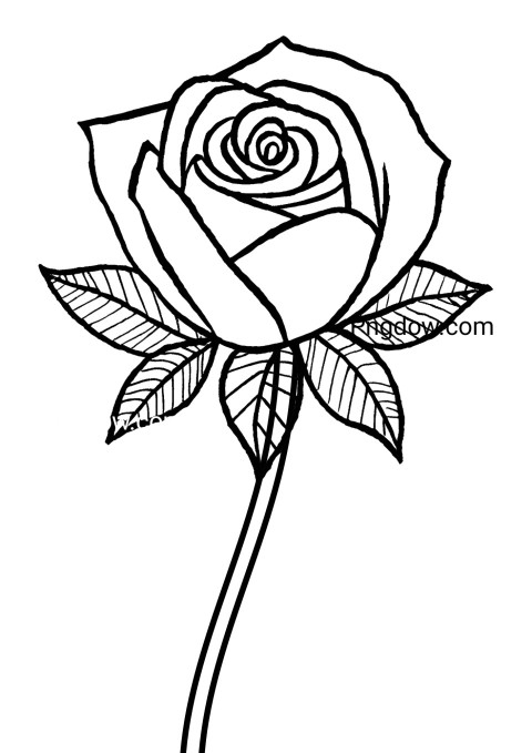 Monochrome sketch of a rose on a white backdrop, depicting a flower drawing