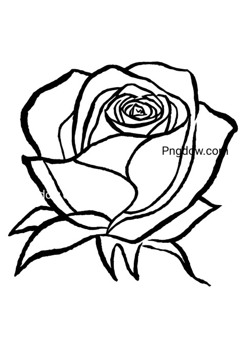 Black and white illustration of a rose on a white surface, showing a flower drawing