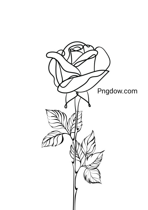 Black and white illustration of a rose on a white surface, showing a flower drawing