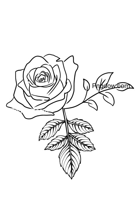 Monochrome flower drawing of a rose on a white background