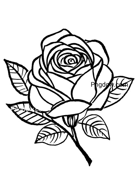 Simple black and white illustration of a rose on white