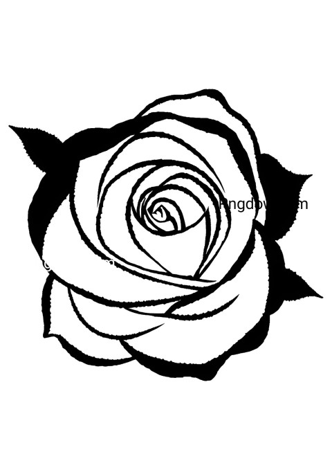Black and white sketch of a rose on a plain white backdrop