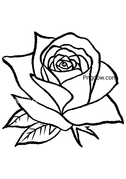Monochrome flower drawing of a rose on white background