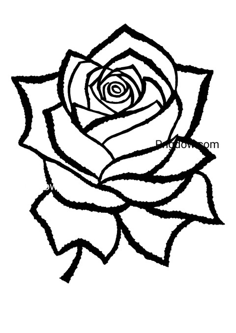 A flower drawing of a rose coloring page with leafy details