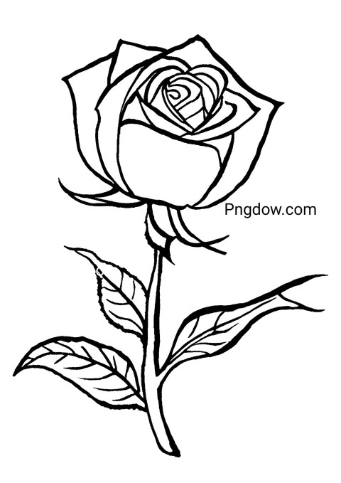 A flower drawing page with a black outlined rose