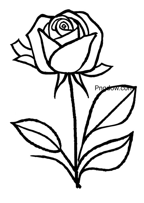 A black and white rose drawing on a white background