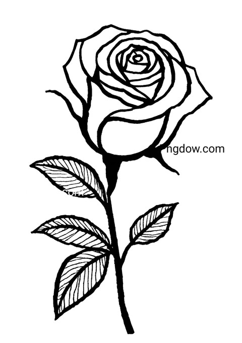 Monochrome rose illustration on white backdrop