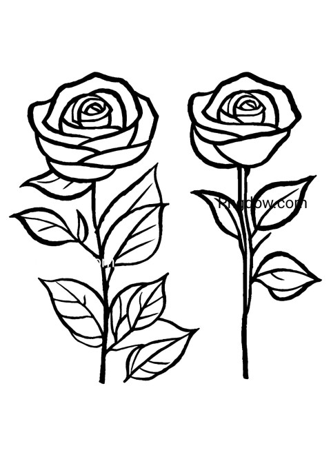 Two black and white roses sketched on a flower drawing page