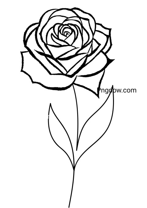 Black and white rose illustration on white surface, perfect for floral art