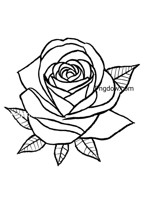 Simple black and white rose drawing on white background, great for flower themed designs