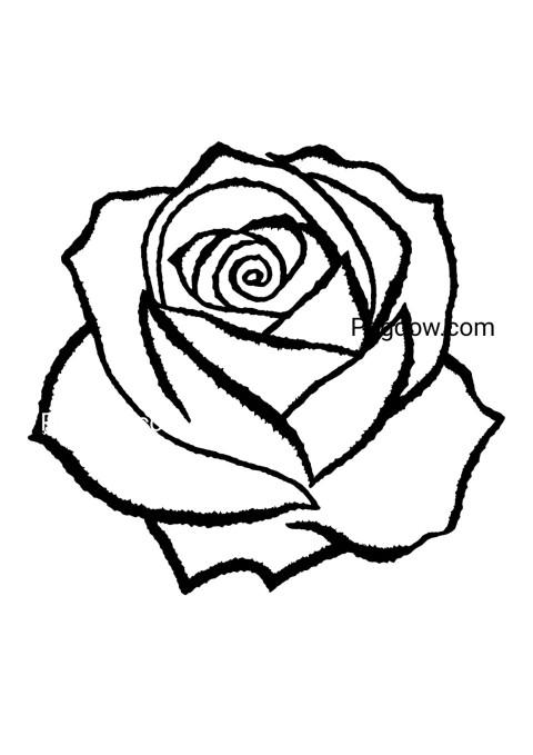 Monochrome rose sketch on white backdrop, flower drawing page