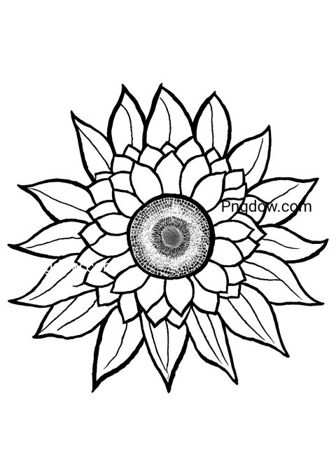 A monochromatic illustration of a sunflower on a white background
