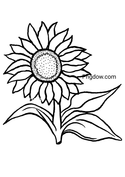 Sunflower coloring pages for kids featuring a detailed sunflower drawing