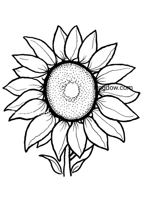 Children's sunflower coloring pages with a beautiful sunflower illustration