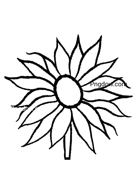 Monochrome sunflower sketch, showcasing intricate details of petals and stem