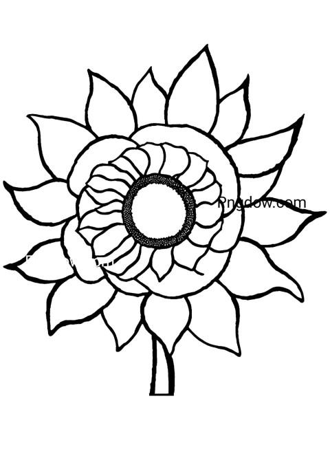 Sunflower coloring page for kids with large flower and leaves outline to color