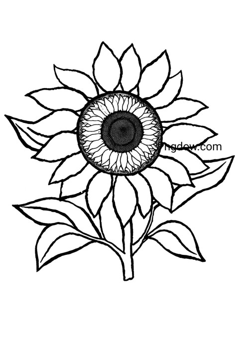 Sunflower coloring page for kids with large flower and leaves outline
