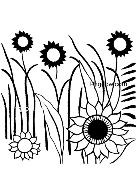 Black and white drawing of sunflowers on a page