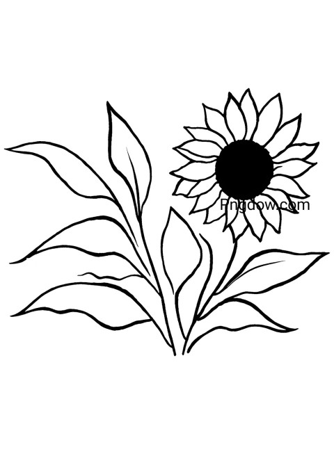 A black and white sunflower drawing page for coloring
