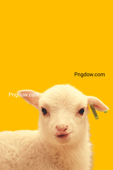 A potrait of cute animal sheep with large empty background (4)