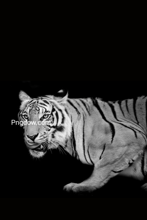 Free illustration, Tiger, portrait of a bengal tiger black background