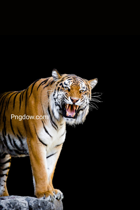 Free illustration, Bengal tiger black background