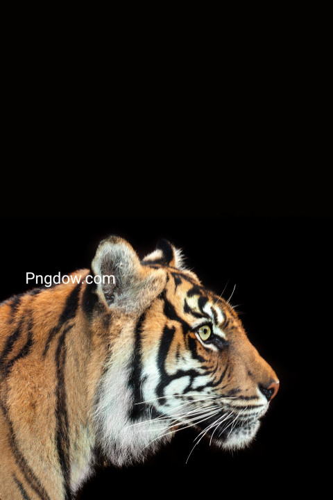 Free illustration, intent tiger black background