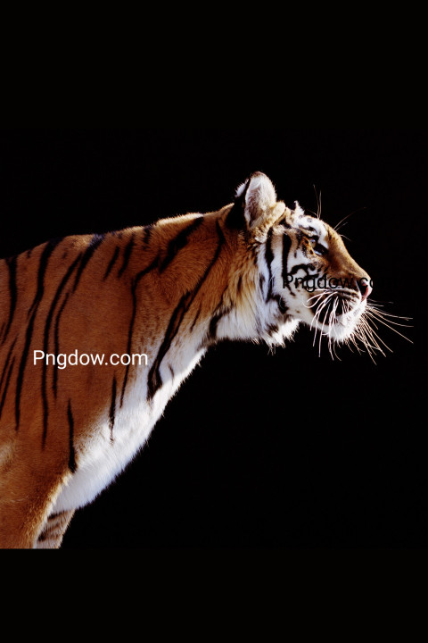 Free illustration, Tiger (Panthera tigris), profile black background