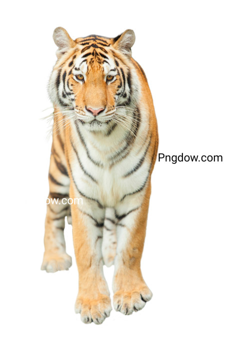 Free illustration, The tiger is white background (8)