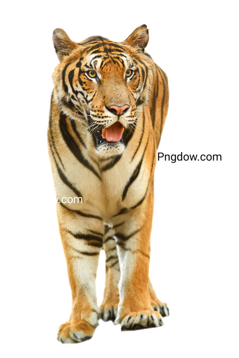 Free illustration, The tiger is white background (10)