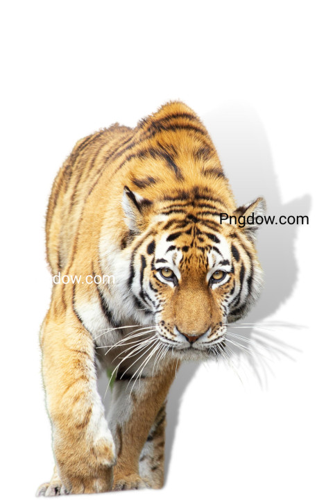 Free illustration, The tiger is white background (5)