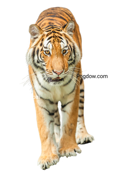 Free illustration, The tiger is white background (9)