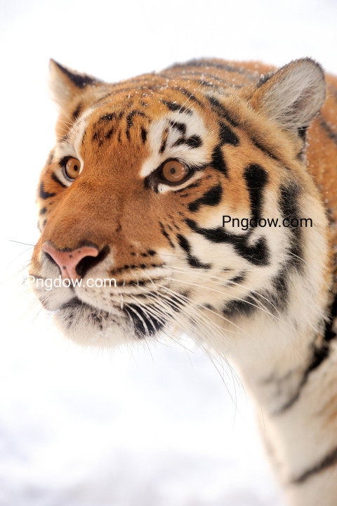 Free illustration, The tiger is white background (2)